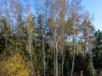 Plankenweg durchs Moor mit schlanken Birken